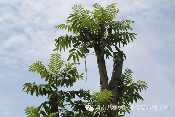 3C15副本.tmp.jpg