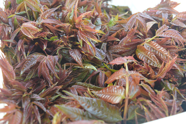 DSC_0156副本.jpg