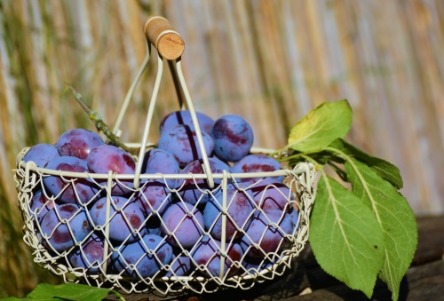 plums-1649602.jpg